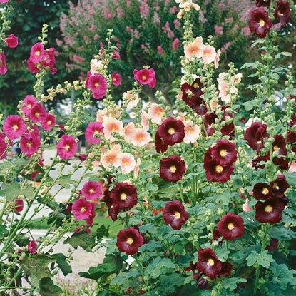 Picture of Hollyhock - Crown Single Mixed